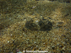stingray undercover by Santiago Cespedes 